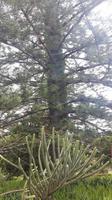 Palheiro Gärten Funchal (Blandy´s Garden) - Araukarie