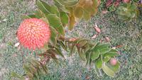 Palheiro Gärten Funchal (Blandy´s Garden) - Nadelkissen-Protea