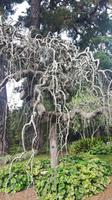 Palheiro Gärten Funchal (Blandy´s Garden) - Pagodenbaum