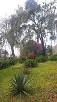 Palheiro Gärten Funchal (Blandy´s Garden)