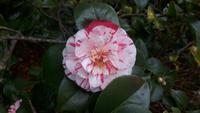 Palheiro Gärten Funchal (Blandy´s Garden)