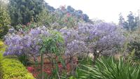 Palheiro Gärten Funchal (Blandy´s Garden)