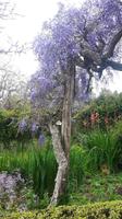 Palheiro Gärten Funchal (Blandy´s Garden)