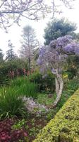 Palheiro Gärten Funchal (Blandy´s Garden)