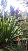 Palheiro Gärten Funchal (Blandy´s Garden)