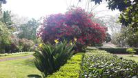 Palheiro Gärten Funchal (Blandy´s Garden)