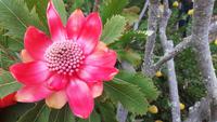 Palheiro Gärten Funchal (Blandy´s Garden)