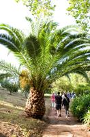 Palheiro Gardens