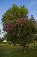 Palheiro Gardens