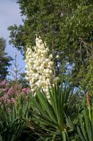 Palheiro Gardens