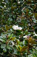 Palheiro Gardens