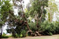 Palheiro Gardens