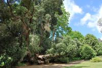 Palheiro Garten