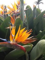 Papageienblume