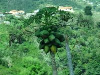 Papaya Baum