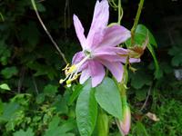 Passionsblume