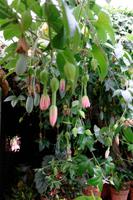 Passionsblume