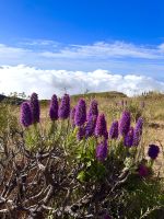 Pico do Arieiro