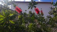 Ponta do Sol - 