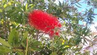 Ponta do Sol - 