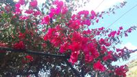 Ponta do Sol