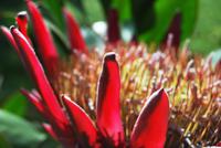 Protea