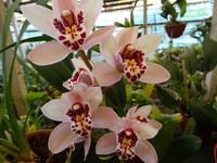 Quinta Boa Vista - Orchideengarten, 