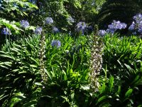 Quinta do Palheiro = Blandys Garten - Akanthus inmitten von Agapanthus
