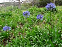 Quinta do Palheiro - Acapanthus