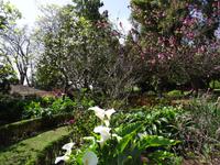 Quinta do Palheiro - Blick auf Magnolienbäume