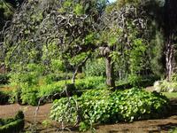 Quinta do Palheiro