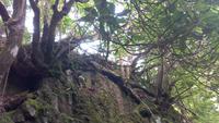 Ribeiro Frio, kurze Levada Wanderung zum Aussichtspunkt „Balcões“