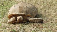 Riesenschildkröte