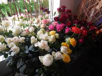 Rosen in Funchal