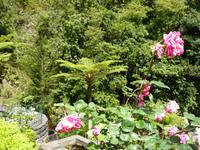 Rosenblüte