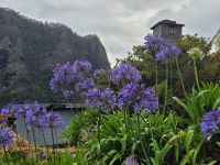 Schmucklilie, Agapanthus