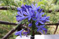 Schmucklilien
