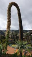 Schwanenhals-Agave