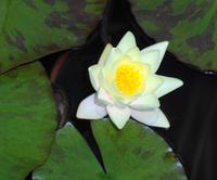 Seerose