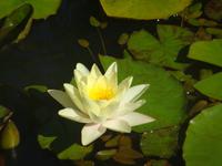 Seerose