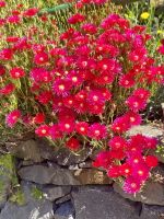 Strahlender Lampranthus
