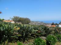 Strelitzien auf Madeira