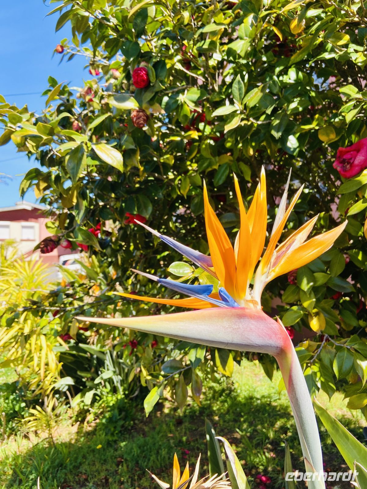 Strelizienblüte