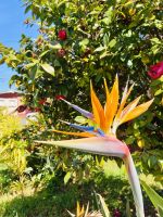Strelizienblüte