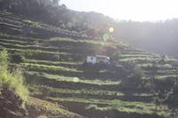 Terrassen_3