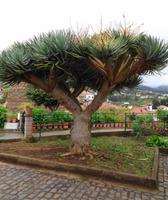 Vegetation 