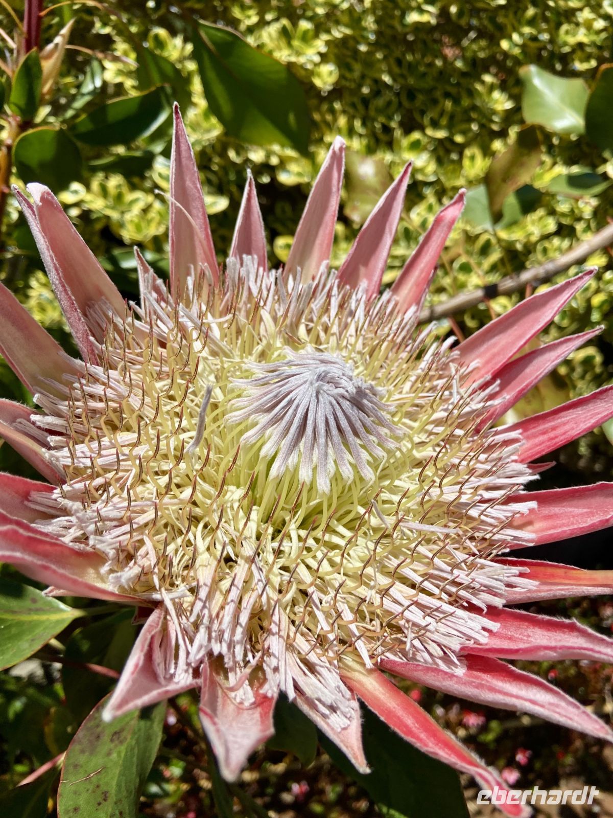 Volle Blüte