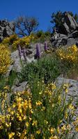 Wanderung zum Pico do Ruivo