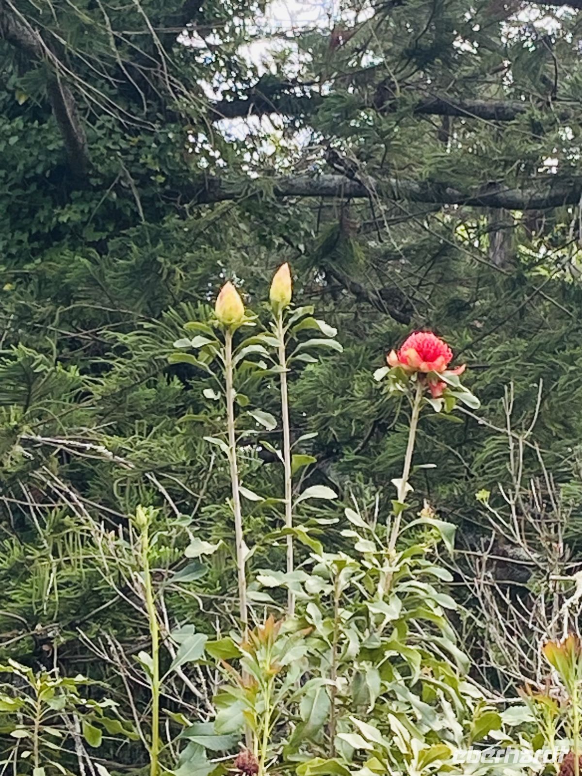 Waratah