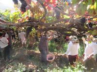 Weinernte